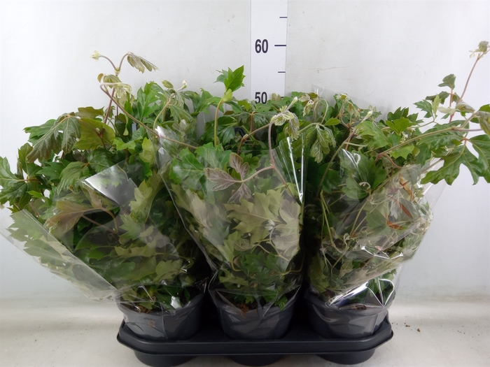 <h4>Cissus rhombifolia 'Ellen Danica'</h4>