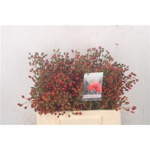 Rosa Fair Jewel Red