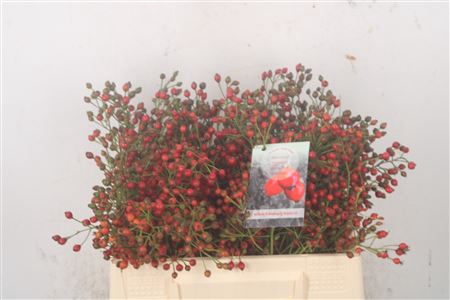 <h4>Rosa Fair Jewel Red</h4>