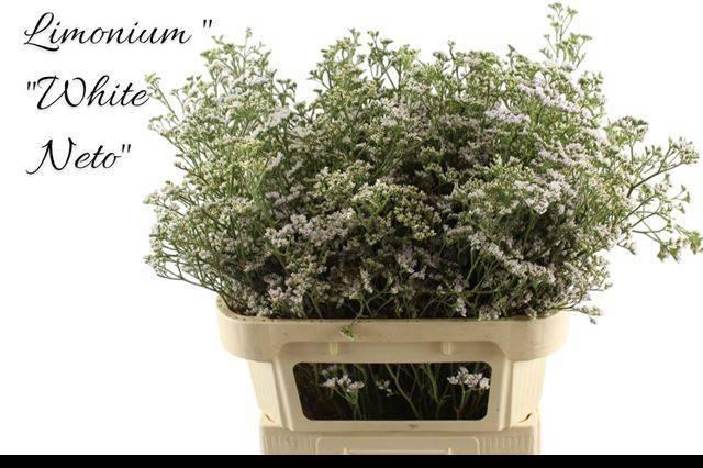 <h4>LIM WHITE NETO</h4>