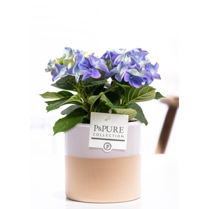 Hydrangea blue in P&PURE Tess 2 ceramics white