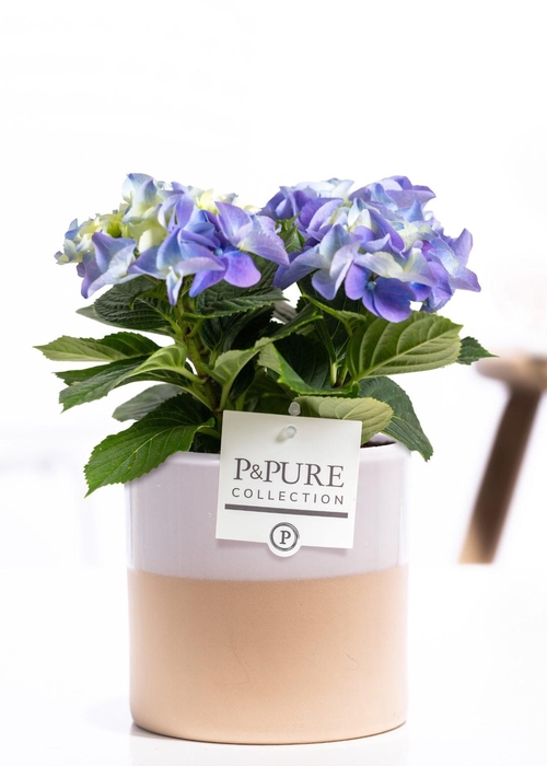 <h4>Hydrangea blue in P&PURE Tess 2 ceramics white</h4>