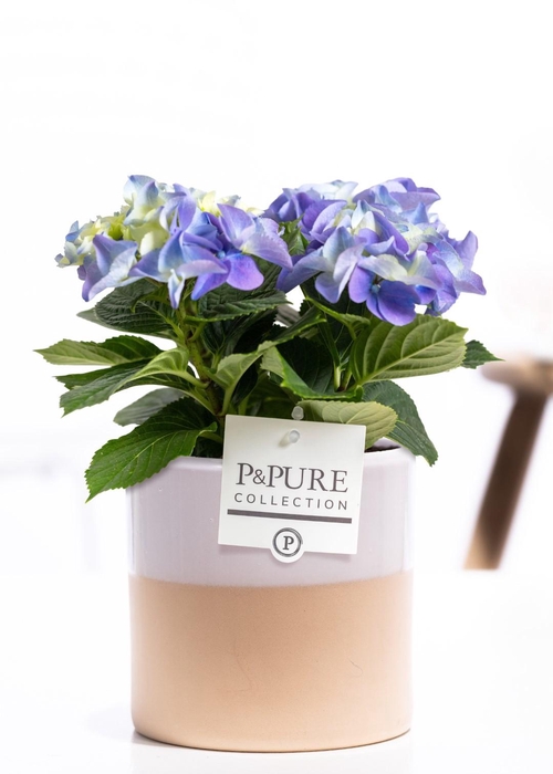 <h4>Hydrangea blue in P&PURE Tess 2 ceramics white</h4>