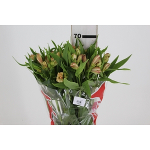 ALSTROEMERIA CANYON 070 CM