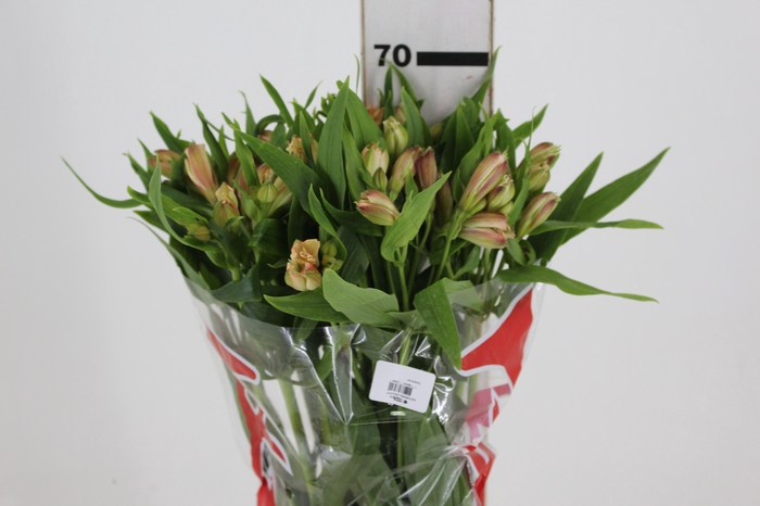 <h4>ALSTROEMERIA CANYON 070 CM</h4>