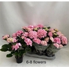 arr8 Hydr M Hovaria Pink Flame