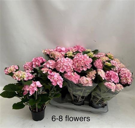 arr8 Hydr M Hovaria Pink Flame