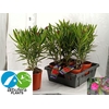 NERI OLEANDER