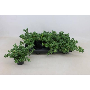 DELOSPERMA ECHINATUM