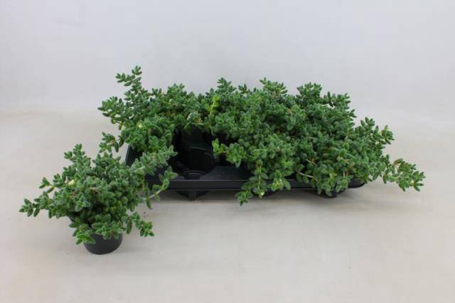 <h4>DELOSPERMA ECHINATUM</h4>