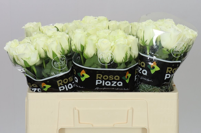 <h4>Rosa Gr Alpe D'huez</h4>