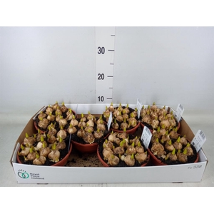 Muscari  'Magic Blue'