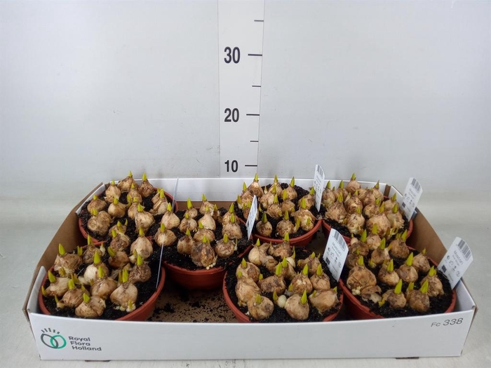 <h4>Muscari 'Magic Blue'</h4>