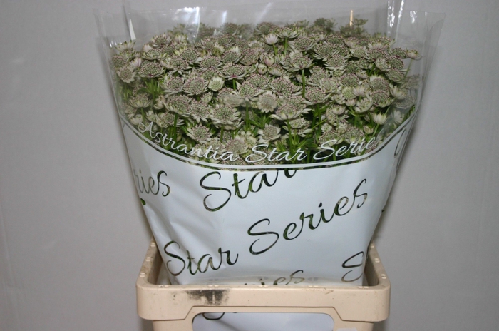 <h4>ASTR BILLION STARS</h4>