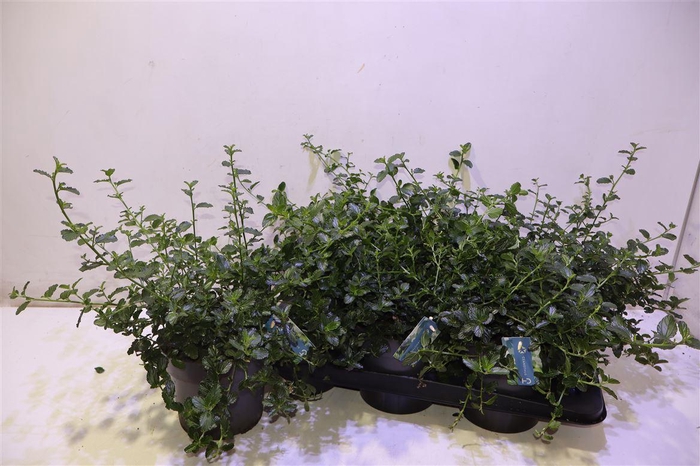 <h4>Cean Th Repens</h4>