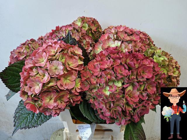 <h4>HYDR M ADORA CL</h4>