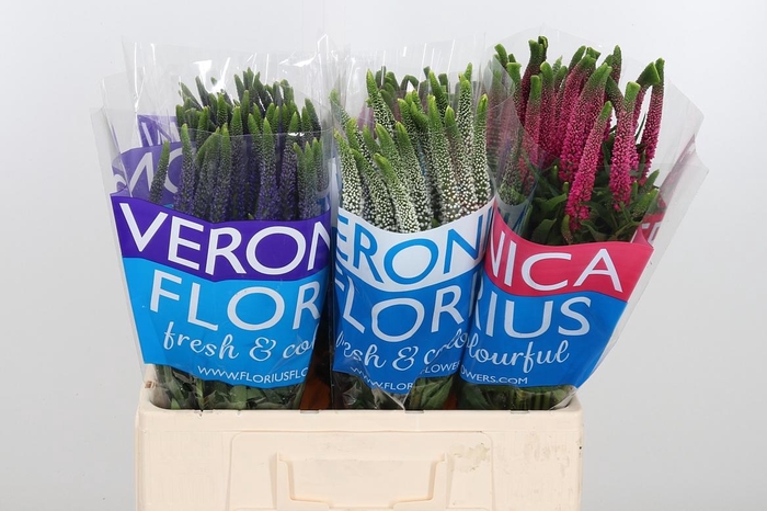 <h4>Veron Smart Gem</h4>