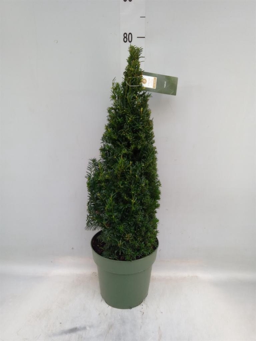 <h4>Taxus ...</h4>