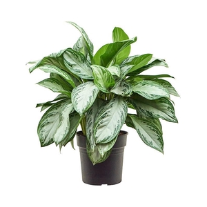 Aglaonema 'Silver Bay'