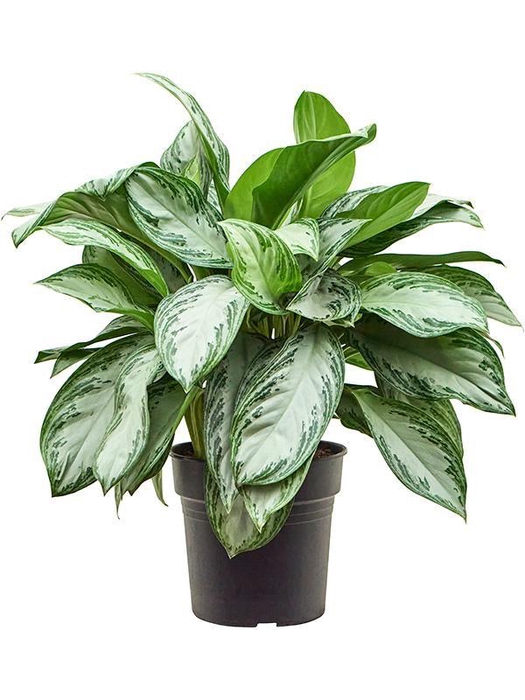 <h4>Aglaonema 'Silver Bay'</h4>