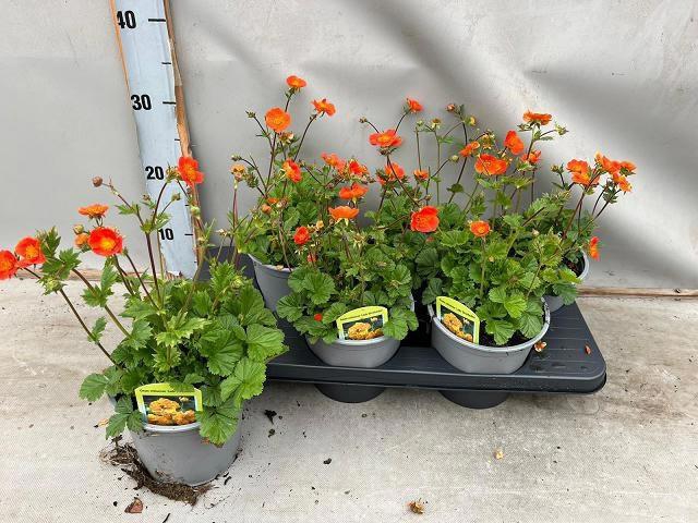 <h4>GEUM CO BORISII</h4>