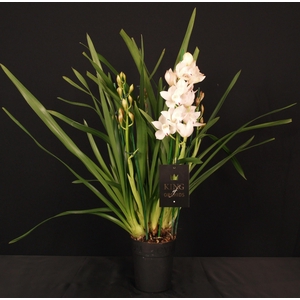 KINGofORCHIDS 3/4 TAK WIT/ROZE