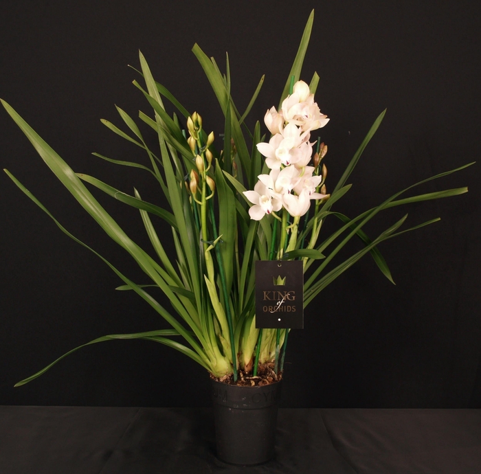 <h4>KINGofORCHIDS 3/4 TAK WIT/ROZE</h4>