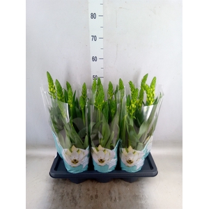 Ornithogalum thyrs.