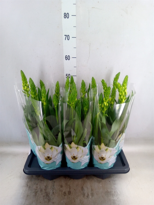 <h4>Ornithogalum thyrs.</h4>