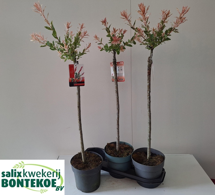 <h4>SALIX IN FLAMINGO</h4>