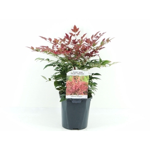 Nandina domestica Obsessed