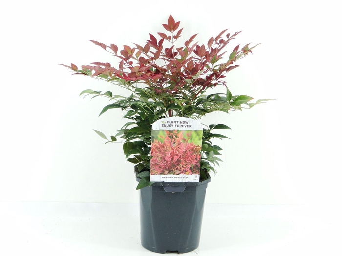 <h4>Nandina domestica Obsessed</h4>