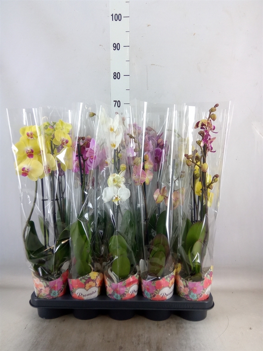 <h4>Phalaenopsis   ...</h4>