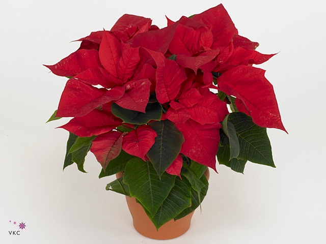 Euphorbia pulc. 'Allegra'