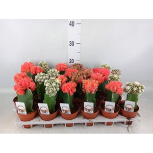 Cactus   ...mix