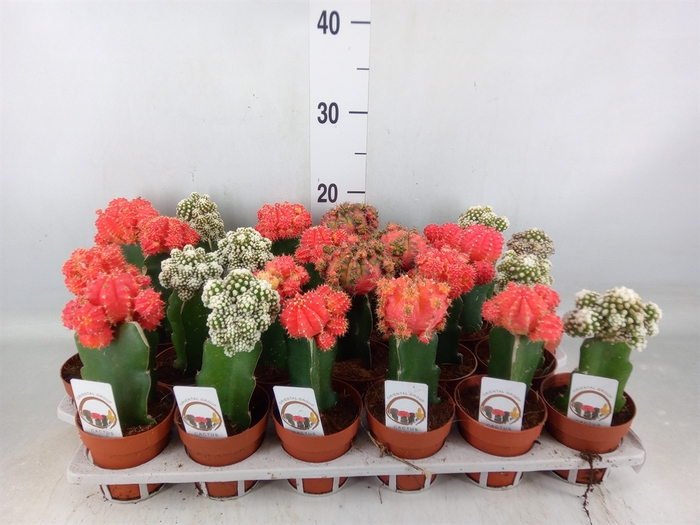 <h4>Cactus   ...mix</h4>