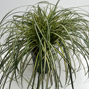 Carex 'Moon Falls' P23 (5ltr)