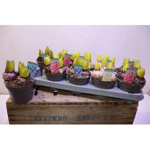 arr8 Hyacin Gem 3 Kl