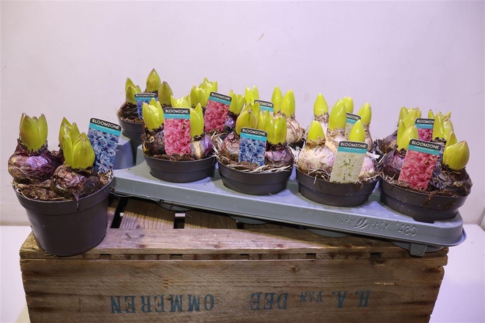 <h4>arr8 Hyacin Gem 3 Kl</h4>