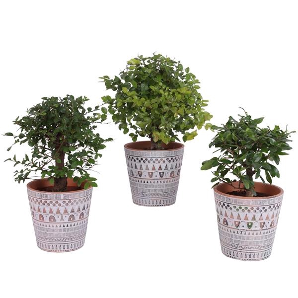 <h4>Bonsai Indoor Mix Ø12cm Ball Shape in Ø14cm Ceramic Pot Inca</h4>