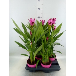 Curcuma alism. 'Siam Splash'