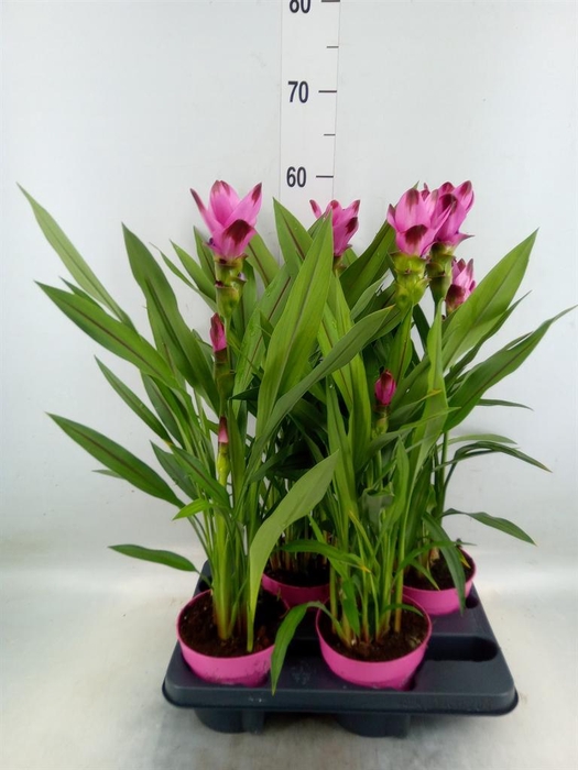 <h4>Curcuma alism. 'Siam Splash'</h4>