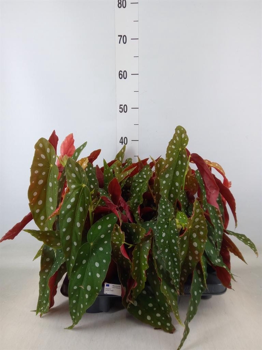 <h4>Begonia maculata</h4>