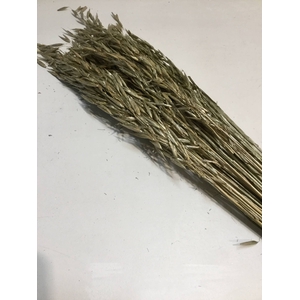 DRIED FLOWERS - AVENA HAVER PLATINUM 100GR