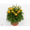 Coreopsis grandif. 'Presto'