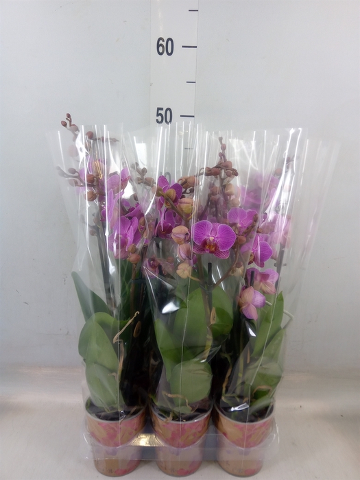 <h4>Phalaenopsis multi. 'Ant Hamburg'</h4>