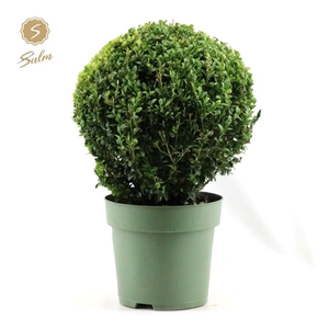 Buxus semp. Ball Ø32cm P24