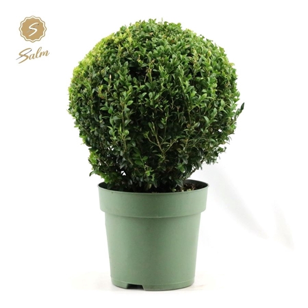 <h4>Buxus semp. Ball Ø32cm P24</h4>