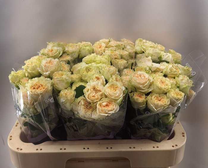 <h4>R TR SUMMERROSE</h4>