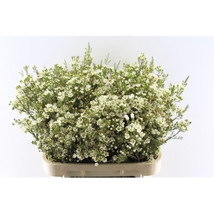 Chamelaucium Crystal Pearl White